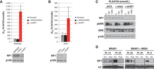 Figure 6. NF1 levels mediate sensitivity to BRAF inhibition. A, bar graph representing IC50 values for PLX4720 in the BRAFV600E-mutant melanoma cell line WM3526 in the absence or presence of a shRNA specific for NF1. The doubling time of these cells did not change in the presence of shRNA sequences. B, similar graph representing IC50 values for PLX4720 in the BRAFV600E-mutant melanoma cell line A375. C, pharmacodynamic analysis of phospho-ERK in A375 cells, with or without residual NF1 expression, after a 24-hour incubation with 0, 100, and 1,000 nmol/L PLX4720. D, NF1 protein levels in tumor biopsy specimens from patients (Pt.) before (Pre) and after (Post) treatment with a BRAF inhibitor (BRAFi; vemurafenib) or combined BRAF/MEK inhibitors (BRAFi+ MEKi; dabrafenib + trametinib). Where indicated, samples were collected from specimens from relapsed biopsies (Post) or from residual tumor tissue. The word “On” refers to patients still on treatment. Total levels of glyceraldehyde-3-phosphate dehydrogenase (GAPDH; BRAFisamples) and HSC70 (BRAFi+ MEKi samples) served as loading controls (LC). Scr, scrambled.