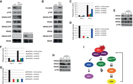 Figure 7. NF1 critically regulates KRAS and HRAS in melanomas. A, left, in WM1976 melanoma cells that retain NF1 expression, RNAi-mediated suppression of NF1 results in the activation of H- and KRAS, but not NRAS. Bottom right, NRAS-GTP assay confirming that NRAS is active in melanoma cells with an activating NRAS mutation (WM3629), but not in melanoma cells wild-type for NRAS (A375). B, ectopic expression of the catalytically active NF1 fragment (GRD) suppresses H- and KRAS, but not NRAS, activity in melanoma cells (MALME3M). RAS-GTP levels were assessed using a RAS pull-down assay. Immunoblots on total cell lysates are shown. C, shRNA-mediated suppression of H- or KRAS, but not NRAS, suppresses the ability of A375 cells to proliferate and (D) form colonies in soft agar. E, confirmation of RAS isoform–specific knockdown by shRNAs in A375 cells. F, shRNA-mediated suppression of H-, K-, and NRAS suppresses the ability of WM3629 cells to proliferate and (G) form colonies in soft agar. H, confirmation of RAS isoform–specific knockdown by shRNAs in WM3629 cells. I, model showing the distinct roles of NF1 in melanomagenesis.