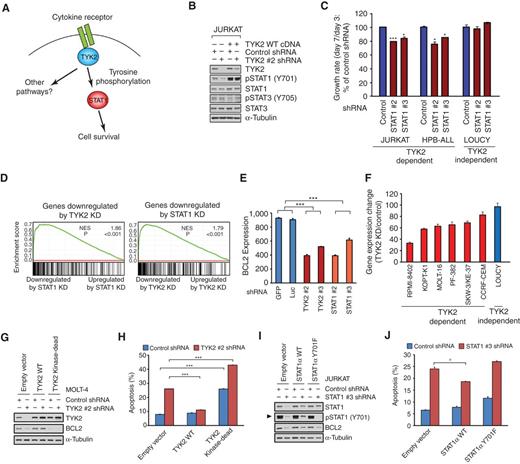 Figure 2. TYK2–STAT1 pathway upregulates the antiapoptotic protein BCL2 in T-ALL. A, diagram of proposed TYK2 pathway. B, JURKAT cells expressing an empty vector or wild-type (WT) TYK2 cDNA were transduced with TYK2 or control GFP shRNA. Whole-cell extracts were harvested and subjected to immunoblot analysis with antibodies specific for total TYK2, phospho-STAT1 (Y701), STAT1, phospho-STAT3 (Y705), STAT3, and α-tubulin. C, the 2 STAT1-targeting shRNAs as well as control GFP shRNA were transduced into JURKAT, HPB-ALL, and LOUCY cells. Cell viability was measured after 3 and 7 days of infection. Growth rate (day 7/day 3) relative to control is shown as the mean ± SEM of triplicate experiments. *, P < 0.05; ***, P < 0.001 by 2-sample, 2-tailed t test. D, global gene expression in JURKAT cells transduced with TYK2, STAT1, or control shRNAs (GFP and Luc) was measured by microarray analysis. The genes significantly downregulated by TYK2 or STAT1 knockdown (KD) compared with control were determined and used as gene sets for the GSEA. GSEA plots indicate the degree to which genes are overrepresented at the extreme left (downregulated by KD) or right (upregulated by KD) of the entire ranked list. Solid bars represent genes. Normalized enrichment score (NES) and P values are indicated. E, BCL2 mRNA expression levels in each shRNA-transduced sample were determined by microarray analysis. Values are means ± SEM of duplicate experiments. ***, P < 0.001 by 2-sample, 2-tailed t test. F, the TYK2 shRNA as well as control GFP shRNA were transduced into T-ALL cell lines. BCL2 mRNA expression was measured by quantitative RT-PCR and normalized by glyceraldehyde-3-phosphate dehydrogenase (GAPDH) expression. Gene expression changes (KD/control) were shown as mean ± SEM of duplicate experiments. G, the WT or kinase-dead form of TYK2 cDNA was transduced into MOLT-4 cells by retrovirus infection. The selected clone was then transduced with GFP or TYK2 shRNA by lentivirus infection. Whole-cell extracts were subjected to immunoblot analysis with antibodies specific for TYK2, BCL2, and α-tubulin. H, apoptosis was measured after 4 days of infection by flow cytometric analysis of cells stained with Annexin V-Phycoerythrin (PE). Values are means ± SEM of duplicate experiments. ***, P < 0.001 by 2-sample, 2-tailed t test. I, the WT or Y701F STAT1α cDNA was transduced in JURKAT cells by retrovirus infection. The selected clone was transduced with GFP or STAT1 shRNA by lentivirus infection. Whole-cell extracts were subjected to immunoblot analysis with antibodies specific for total STAT1, phospho-STAT1 (Y701), BCL2, and α-tubulin. Arrowhead indicates STAT1α isoform. J, apoptosis was measured after 4 days of infection by flow cytometric analysis of cells stained with Annexin V–PE. Values are means ± SEM of duplicate experiments. *, P < 0.05 by 2-sample, 2-tailed t test.