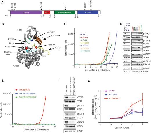 Figure 3. Activating mutations of the TYK2 gene in T-ALL. A, diagram of TYK2 functional domains with locations of point mutations (arrows) that were identified in T-ALL specimens. Amino acid (a.a.) positions are indicated. B, crystal structure of TYK2 depicting the positions of 2 of the tumor-associated, activating mutations (E957D and R1027H) within the TYK2 kinase domain (red sphere). Also shown is the location of the M978 residue that impairs TYK2 kinase activity when mutated to tyrosine or phenylalanine (blue sphere). C, Ba/F3 cells infected with retrovirus expressing mutant or wild-type (WT) TYK2 cDNA were cultured in the absence of IL-3 for 16 days, with cell density measurements made daily. Total cell numbers, plotted as means ± SEM of triplicate experiments, are shown. D, Ba/F3 cells expressing WT TYK2, different TYK2 mutants, or the positive control mutant TYK2-V678F, all in the absence of IL-3 or WT TYK2 in the presence of IL-3, were subjected to immunoblot analysis with antibodies specific for total or phospho-TYK2, STAT1, STAT3, STAT5, and ERK1/2 as well as β-actin (internal control). E, Ba/F3 cells expressing TYK2-E957D, TYK2-E957D/M978Y, or TYK2-E957D/M978F cDNA were cultured in the absence of IL-3 with cell density measurements made daily. Total cell numbers were plotted as the means ± SEM of triplicate experiments. F, single and double TYK2 mutants were transiently transfected into HEK293 cells, and whole-cell extracts were subjected to immunoblot analysis with antibodies specific for total and phospho-TYK2, STAT1, STAT3, and STAT5 as well as β-actin. G, murine bone marrow cells were infected with retrovirus-expressing empty vector, TYK2-WT, or TYK2-E957D cDNA. The infected cells were cocultured with OP9 DL1 cells in the presence of IL-7 and FLT3 ligand. Viable cells from these cultures were counted by propidium iodide exclusion, as were cells from wells containing only OP9 DL1 stromal cells (to establish a gate that excludes OP9 DL1 cells from the counts). Values are the mean fold changes ± SEM relative to day 2 (n = 3).