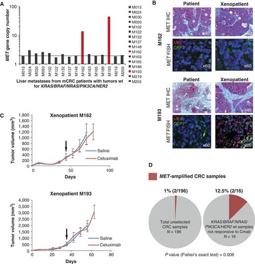 Figure 4. MET amplification is associated with lack of response to cetuximab in a series of colorectal cancer (CRC) patient-derived xenografts (“xenopatients”). A, qPCR gene copy number analysis of MET amplification in a series of cetuximab-resistant “xenopatients,” which did not carry genetic alterations in genes previously associated with resistance to anti-EGFR therapy (KRAS, BRAF, NRAS, PIK3CA, and HER2). Dotted line indicates an estimated copy number of 2. B, FISH and IHC analysis of MET in colorectal cancer samples that showed increased MET copy number by qPCR analysis. Patients (left) and corresponding xenopatients (right) are shown. MET (7q31), red; D7Z1 chromosome 7 centromeric probe (7p11.1–q11.1), green. FISH, original magnification ×60. IHC, original magnification ×40. C, growth curves in mice cohorts derived from MET-amplified xenopatients, treated with placebo (blue) or cetuximab 20 mg/kg i.p. twice a week (red). n = 6 for each treatment arm. Arrows indicate treatment start. D, prevalence of MET amplification in unselected metastatic colorectal cancer samples, according to qPCR experiments (left), and in cetuximab-resistant (Cmab), genetically selected (without genetic alterations in KRAS, BRAF, NRAS, PIK3CA, and HER2) xenopatients (right). P values were calculated by Fisher's exact test. wt, wild-type.