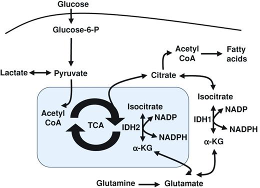 Figure 1. Biochemical pathways proximal to the IDH1 and IDH2 reactions. IDH1 is located in the cytoplasm and peroxisomes, whereas IDH2 is located in the mitochondrial matrix. The reactions catalyzed by these enzymes are linked to metabolites involved in amino acid metabolism, particularly that of glutamine and glutamate, and in fatty acid synthesis and the TCA cycle. IDH1 and IDH2 activities also affect the cytoplasmic and mitochondrial ratio of NADP/NADPH, a major source of reducing potential.