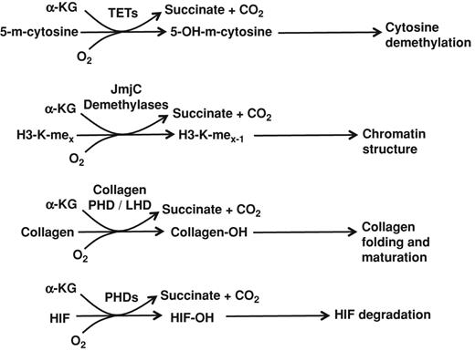 Figure 4. Reactions of 2-OG–dependent dioxygenases inhibited by D2HG. Reactions are shown for four classes of 2-OG–dependent dioxygenases potentially inhibited by D2HG. All four reactions convert α-KG to succinate and CO2, incorporate O2, and require iron and ascorbate as cofactors. The TET enzymes hydroxylate 5-methylcytosine, which initiates demethylation of these sites. The Jumonji C (JmjC) domain–containing histone demethylases remove methyl groups from the lysine residues of histone proteins, affecting the histone code and altering chromatin structure and transcription. The collagen PHD and LHD hydroxylate proline and lysine residues of collagen during its maturation in the endoplasmic reticulum. These modifications are required for proper folding and glycosylation of collagen. The PHDs controlling the stability of the HIF transcription factors hydroxylate the HIF1α and HIF2α proteins on specific proline residues, targeting them for degradation.