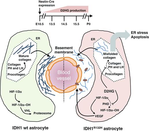 Figure 6. Model of the effects of IDH1R132H mutations on the developing murine brain. Expression of mutant IDH1 in the developing brain causes D2HG to rise to high levels between day 10.5 and day 14.5 of embryonic development. Elevated D2HG inhibits appropriate hydroxylation of collagen, leading to alterations in the ECM. In addition, the accumulation of unfolded proteins in the ER produces ER stress, leading to apoptosis. High D2HG levels also inhibit HIF degradation, resulting in increased expression of HIF target genes such as VEGF. The combination of abnormal ECM and increased VEGF may impair vascular structure and function, precipitating the brain hemorrhage observed in these animals. wt, wild-type.
