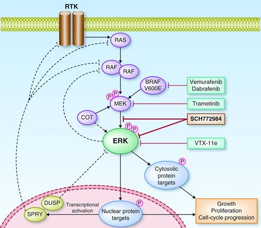 ERK Pathway Inhibitors: How Low Should We Go? | Cancer Discovery ...