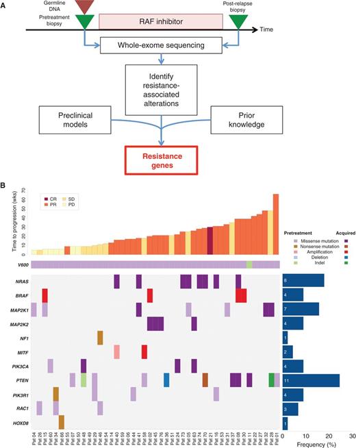Figure 1. Genetic alterations in the context of RAF inhibitor therapy. A, schematic overview of tumor biopsy collection in the context of RAF inhibitor therapy, followed by whole-exome sequencing and analysis. B, spectrum of putative resistance genes, including known genes (NRAS, BRAF, and MEK1) and new genes (MEK2 and MITF). Additional recurrently altered pathways (PI3K pathway) or genomic correlates of early resistance (HOXD8 and RAC1) are also shown. Results are sorted by duration of therapy (weeks). CR, complete response; PR, partial response; SD, stable disease; PD, progressive disease; Pat, patient.