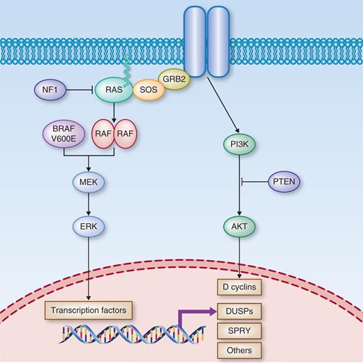 Figure 1. Mechanisms of resistance to RAF inhibitors. Before exposure to RAF inhibitors, BRAFV600E-mutant tumors have hyperactivated ERK signaling. This results in negative-feedback suppression of upstream receptor tyrosine kinase signaling. In this state, expression of active RAS-GTP is low and BRAFV600E signals as a monomer, which is sensitive to RAF inhibitors. Upon treatment with vemurafenib, ERK-dependent negative feedback is rapidly downregulated, resulting in the restoration of receptor signaling, RAS activation, induction of RAF dimers, and activation of parallel signaling pathways, including the PI3K–AKT pathway. Activation of PI3K/AKT, which coregulates the expression of some downstream effectors of ERK transformation including D cyclins, results in diminished dependence of RAF signaling. This rapid adaptive response to RAF inhibition attenuates the antitumor effects of RAF inhibitors and thus may promote the selection of subclones harboring coalterations that confer higher levels of RAF inhibitor resistance. These molecular alterations include NRAS and KRAS mutations, loss of NF1 function, aberrantly spliced BRAF variants that lack the RAS binding domain, BRAF amplification, and mutations in MEK1 and MEK2, among others.
