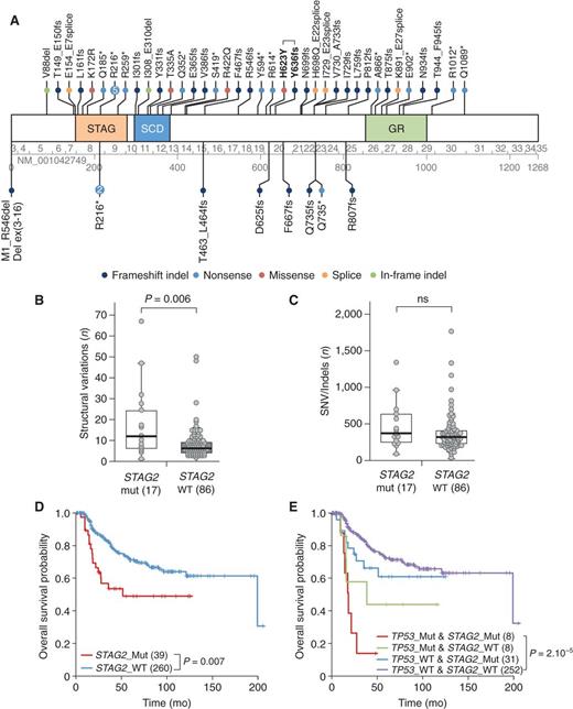 Figure 3. STAG2 mutations and their prognostic significance in Ewing sarcomas. A, schematic of the STAG2 protein and mutations. Mutations found in tumor samples are indicated above the protein, and those observed in cell lines are indicated below. Mutation nomenclature is based on the NM_001042749 reference sequence. Exon and amino-acid numbering is indicated below the protein. The recurrent R216* mutation was observed in 7 cases. One tumor (case IC871) had two mutations (indicated in bold). SCD, stromalin conservative domain; GR, glutamine-rich region. Box plots show comparison of the number of SVs (B) and SNVs/indels (C) in wild-type (WT) and STAG2-mutated tumor samples. Samples with a fractured genome or low tumor cell content (see Fig. 1) were excluded from analysis, leaving 17 STAG2-mutated cases and 86 wild-type cases. Box represents the central 50% of data points (interquartile range). Upper and lower whiskers represent the largest and smallest observed values within 1.5 times the interquartile range from the ends of the box. Circles, individual values. P values were determined by using the Mann–Whitney U test. D, overall survival among 299 patients according to STAG2 mutation status. The number of patients in the different groups is indicated in brackets. E, overall survival of the 299 patients according to their STAG2 and/or TP53 mutation status.