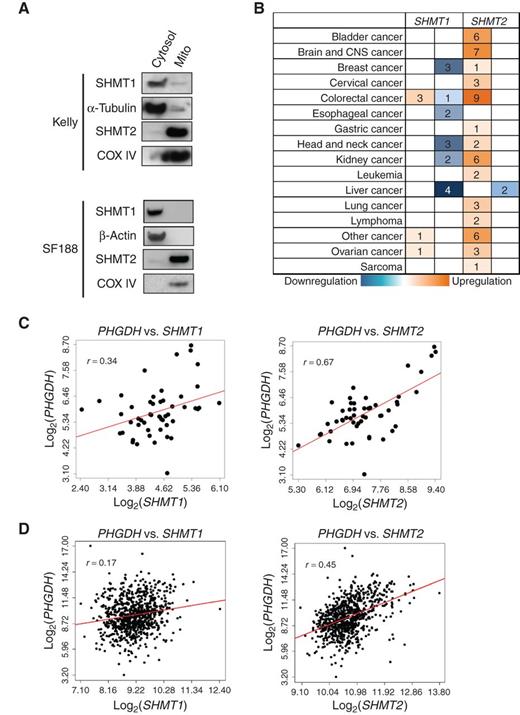 Figure 1. The mitochondrial isoform of SHMT is overexpressed in cancers. A, immunoblots for cytosolic and mitochondrial fractions of Kelly or SF188 cells. COX IV is a mitochondrial marker; α-tubulin and β-actin are cytosolic markers. B, the expression of SHMT isoforms in human cancers. Analysis was performed using the Oncomine database. Orange, overexpression in cancer; blue, downregulation in cancer; numbers, number of cases for each cancer where the fold changes of gene expression are statistically significant (fold change ≥2, P < 1E−4). CNS, central nervous system. C, SHMT2 expression correlates with PHGDH expression in neuroblastoma. Pearson correlation: P (PHGDH vs. SHMT1) = 0.014 (left), P (PHGDH vs. SHMT2) = 9.6 × 10−8 (right). D, SHMT2 expression correlates with PHGDH expression in breast cancer. P (PHGDH vs. SHMT1) = 7 × 10−7 (left), P (PHGDH vs. SHMT2) <1 × 10−8 (right).