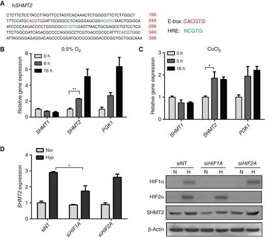 Figure 2. The hypoxic induction of SHMT2 depends on HIF1α. A, the promoter sequence of human (h) SHMT2. Red, E-boxes (CACGTG); green, hypoxia response elements (HRE; NCGTG). B, hypoxia induces SHMT2 expression. Kelly cells were exposed to normoxia or 0.5% O2 for 6 or 16 hours. mRNA levels were measured using qPCR and normalized to normoxia control. C, CoCl2 treatment induces SHMT2 expression. Kelly cells were treated with 50 μmol/L CoCl2 for 5 or 16 hours. mRNA levels were measured using qPCR and normalized to normoxia control. D, the hypoxic induction of SHMT2 depends on HIF1α. Kelly cells were transfected with 30 nmol/L control siRNA or siRNA targeting HIF1A or HIF2A. After 48 hours, cells were exposed to 0.5% O2 for 8 (for qPCR) or 16 hours (for immunoblot). mRNA levels were measured using qPCR and normalized to normoxia control (left). HIF1α and HIF2α knockdown were confirmed by immunoblot (right). Nor, normoxia; hyp, hypoxia. B to D, data represent mean ± SD of triplicate PCR reactions, and representative of three independent experiments is shown. *, P < 0.05; **, P < 0.01, determined by the Student two-tailed t test.