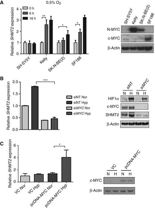Figure 3. MYC is required for the hypoxic induction of SHMT2. A, SH-SY5Y, Kelly, SK-N-BE(2), and SF188 cells were exposed to 0.5% O2 for 6 or 16 hours. Left, mRNA levels were measured using qPCR and normalized to normoxia control. Right, immunoblots of N-MYC and c-MYC in the four cell lines. B, SF188 cells were transfected with MYC siRNA and exposed to normoxia (Nor) or 0.5% O2 (Hyp) for 8 (for qPCR) or 16 hours (for immunoblot); mRNA levels were measured using qPCR (left). Protein levels of HIF1α, MYC, and SHMT2 were examined by immunoblot (right). C, SH-SY5Y cells were transfected with 2 μg pcDNA–c-MYC or vector control (VC). After 48 hours, transfected cells were exposed to normoxia (Nor) or 0.5% O2 (Hyp) for 8 hours. mRNA levels were measured using qPCR (left). c-MYC overexpression was confirmed using immunoblot (right). A to C, data represent mean ± SD of triplicate PCR reactions, and representative of three independent experiments is shown. *, P < 0.05; **, P < 0.01; ***, P < 0.001; determined by the Student two-tailed t test.
