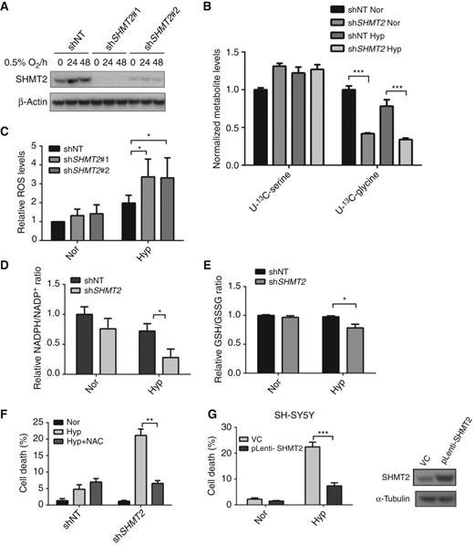 Figure 4. SHMT2 is necessary for maintaining redox balance and cell survival under hypoxia. A, Kelly cells were infected by lentivirus expressing shRNA-targeting SHMT2 (two independent vectors #1 and #2) or a nontargeting control (shNT). After puromycin selection, stable pool of cells was exposed to 0.5% O2 for 24 and 48 hours. SHMT2 knockdown was confirmed by immunoblot. B, Kelly cells were exposed to 0.5% O2 for 16 hours, and then labeled with 0.4 mmol/L U-13C-serine for 2 hours in DMEM without serine or glycine. The relative amounts of U-13C-serine and U-13C-glycine were measured using GC-MS. All values are normalized to normoxic shNT control cells (data represent mean ± S.D of three biologic repeats, and representative of two independent experiments is shown). C, Kelly cells were exposed to normoxia (Nor) or 0.5% O2 (Hyp) for 6 hours. ROS levels were measured using a flow cytometry–based DCFH assay. All values are normalized to normoxic shNT control cells (data represent mean ± SEM of three independent experiments). D, Kelly cells were exposed to normoxia (Nor) or 0.5% O2 (Hyp) for 24 hours. Cellular NADPH and NADP+ were measured using LC/MS (data represent mean ± SEM of three biologic repeats, and representative of three independent experiments is shown). E, cellular GSH/GSSG ratios were measured using a glutathione colorimetric assay kit. F, Kelly cells were exposed to normoxia (Nor) or 0.5% O2 (Hyp) for 48 hours with or without 3 mmol/L NAC, and percentage cell death was determined using Trypan Blue staining. G, SH-SY5Y cells were infected by lentivirus expressing pLenti-GIII-CMV-SHMT2 or vector control (VC). After puromycin selection, cells were exposed to normoxia (Nor) or 0.5% O2 (Hyp) for 48 hours. Percentage cell death was determined using Trypan Blue staining. F and G, data represent mean ± SD of three biologic repeats, and representative of three independent experiments is shown. *, P < 0.05; **, P < 0.01; ***, P < 0.001, determined by the Student two-tailed t test.