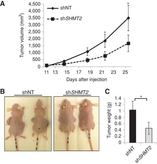 Figure 5. Knockdown of SHMT2 reduces xenograft tumor growth in vivo. Control and shSHMT2 Kelly cells were injected into flanks of athymic nu/nu mice at 2 × 106 cells/tumor. Tumor volumes were measured twice a week (A). Mice were photographed (B), tumors were harvested, and weighed following euthanasia of the mice (C). Data, mean ± SEM; n = 10; *, P < 0.05, determined by the Student two-tailed t test.
