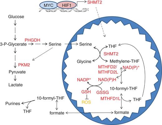 Figure 7. A model for the role of SHMT2 in maintaining mitochondrial redox control. Under normoxia, enhanced levels of MYC upregulate SHMT2 to promote serine-dependent one-carbon unit generation in the mitochondria (see Fig. 3). The formate released from mitochondria contributes to purine synthesis in the cytosol, thus satisfying cellular needs for proliferation (49, 50). During hypoxia, because proliferation is inhibited, the reduced demand for purines slows the serine catabolic flux. However, HIF1α stabilization further induces SHMT2 to compensate, facilitating continued NADPH generation and mitochondrial redox balance (see Figs. 2 and 4). PKM2, pyruvate kinase M2; PHGDH, phosphoglycerate dehydrogenase; SHMT, serine hydroxymethyltransferase; MTHFD, methylene–tetrahydrofolate dehydrogenase; THF, tetrahydrofolate.