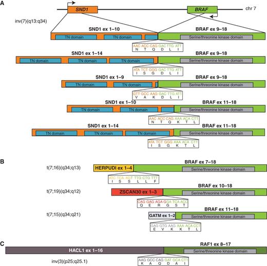 Figure 1. Structure of BRAF and RAF1 fusions. A, SND1–BRAF results from a chromosome 7 inversion encompassing approximately 12.6 Mb that juxtaposes the 5′ end of SND1 with the 3′ end of BRAF (top). Arrows indicate the direction of transcription for each gene. Five variants of SND1–BRAF were identified in six PACCs (bottom); SND1 exons 1–10 fused to BRAF exons 9–18 were observed in two independent samples. B, three BRAF fusions involving translocations between chromosome 7 and chromosomes 16, 19, and 15 were identified in three independent samples. C, a RAF1 fusion resulting from a chromosome 3 inversion was observed in a single sample. Complementary DNA (cDNA) sequences surrounding the breakpoints are highlighted below each fusion; corresponding protein translations are annotated using single letter abbreviations. Protein diagrams are drawn to scale. ex, exon; TN, thermonuclease domain.