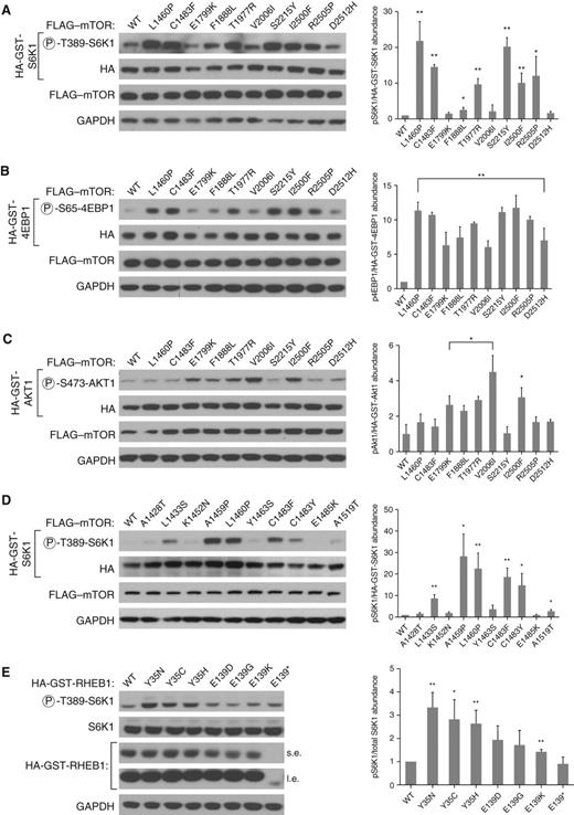 Figure 2. mTORC1- and mTORC2-activating mutations in MTOR and RHEB. A, several distinct mTOR mutants induce S6K1 phosphorylation. HEK-293T cells were cotransfected with HA-GST-S6K1 and mTOR WT or mutant cDNAs in expression vectors followed by whole-cell lysis 48 hours after transfection. The lysates were then immunoblotted for the indicated proteins and the phosphorylation state of S6K1. Densitometry of phosphorylated (P) S6K1 versus HA-GST-S6K1 from three separate experiments is shown on the right; the error bars represent SEM. B, several distinct mTOR mutants induce 4EBP1 phosphorylation. HEK-293T cells were cotransfected with HA-GST-4EBP1 and WT or mutant MTOR cDNAs in expression vectors followed by whole-cell lysis 48 hours after transfection. The lysates were then immunoblotted for the indicated proteins and the phosphorylation state of 4EBP1. Densitometry of p4EBP1 versus HA-GST-4EBP1 from three separate experiments is shown on the right; the error bars represent SEM. C, several mTOR mutants induce AKT1 phosphorylation. HEK-293E cells were cotransfected with HA-GST-AKT1 and mTOR WT or mutant cDNAs in expression vectors followed by whole-cell lysis 48 hours after transfection and an overnight 0.5% serum starvation. The lysates were then immunoblotted for the indicated proteins and the phosphorylation state of AKT1. Densitometry of pAKT1 versus HA-GST-AKT1 from three separate experiments is shown on the right; the error bars represent SEM. D, the C1483 cluster harbors nonrecurrent mTORC1-activating mutations from patients with kidney cancer. HEK-293T cells were cotransfected with HA-GST-S6K1 and mTOR WT or mutant cDNAs in expression vectors followed by whole-cell lysis 48 hours after transfection. The lysates were then immunoblotted as above. Densitometry of pS6K1 versus HA-GST-S6K1 from three separate experiments is shown on the right; the error bars represent SEM. E, RHEB1 mutants induce S6K1 phosphorylation. HEK-293T cells were transfected with WT or mutant RHEB1 cDNAs in expression vectors followed by whole-cell lysis 48 hours after transfection. The lysates were then immunoblotted as above. Densitometry of pS6K1 versus total S6K1 from three separate experiments is shown on the right; the error bars represent SEM. In all cases, *, P < 0.1 and **, P < 0.01. GAPDH, glyceraldehyde-3-phosphate dehydrogenase; s.e., short exposures; l.e., long exposures.