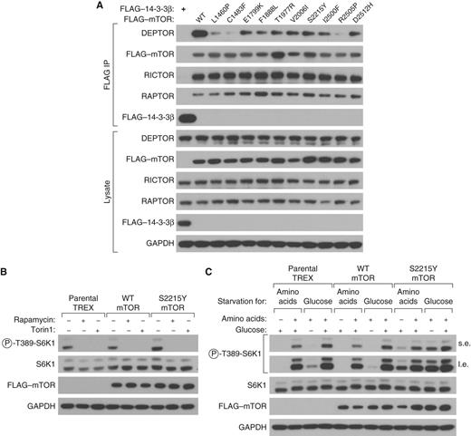 Figure 3. mTOR mutants bind less DEPTOR, and cells expressing the mTOR S2215Y mutation are resistant to nutrient deprivation. A, exogenously expressed WT and mutant mTOR coimmunoprecipitate equally well endogenous RAPTOR and RICTOR, but have reduced DEPTOR binding. HEK-293T cells were cotransfected with WT or mutant MTOR cDNAs in expression vectors, lysates were prepared 48 hours after transfection, and the anti-FLAG immunoprecipitates (IP) or lysates were immunoblotted for the indicated proteins. B, mTOR WT and S2215Y are equally sensitive to pharmacologic mTOR inhibition. Parental TREX cells or those with stable expression of mTOR WT or S2215Y were treated with rapamycin or Torin1 as described in Methods. Whole-cell lysates were then immunoblotted as in Fig. 2. C, the S2215Y mTOR mutant confers resistance to nutrient deprivation on S6K1 phosphorylation. Parental TREX cells or those with stable expression of mTOR WT or S2215Y were starved and re-fed amino acids or glucose as described in Methods. Whole-cell lysates were analyzed with immunoblotting as above.