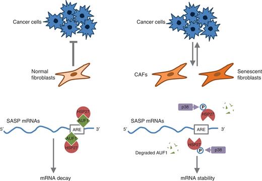Figure 1. Activity of p38MAPK in cancer-associated and senescent fibroblasts. Whereas normal fibroblasts can play a tumor-suppressive role, CAFs and senescent fibroblasts that are characterized by secretion of SASP factors can promote tumorigenesis. AUF1 and associated factors, including HSP27, mediate mRNA degradation by binding to SASP mRNAs containing AREs in their 3′-UTRs. Stability of SASP mRNAs is enhanced by p38MAPK, which phosphorylates HSP27 to promote proteosomal degradation of AUF1. Targeting p38MAPK both reverses the enhanced SASP mRNA stability and attenuates tumorigenicity.