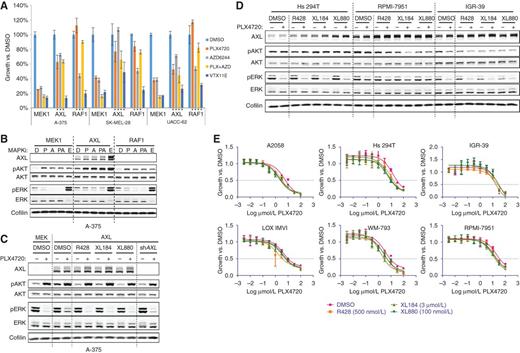 Figure 3. AXL is not necessary for maintenance of intrinsic resistance. A, effects of AXL overexpression on survival of drug-sensitive BRAFV600-mutant melanoma cell lines following 4-day treatment with PLX4720 (RAFi, 2 μmol/L), AZD6244 (MEKi, 200 nmol/L), PLX4720 + AZD6244, or VTX11E (ERKi, 2 μmol/L). MEK1 is a negative control; RAF1 is a positive control for RAFi resistance. Data are mean ± standard deviation. Asterisks beneath graph indicate P < 0.01 (two-tailed t test) relative to the same cell line, expressing MEK1, and treated with the same drug. B, effects of AXL overexpression on phosphorylation of AKT and maintenance of ERK phosphorylation following overnight treatment with MAPK pathway inhibitors. D, DMSO; P, 2 μmol/L PLX4720; A, 200 nmol/L AZD6244; PA, PLX4720 + AZD6244; and E, VTX11E, 2 μmol/L. MEK1 is a negative control; RAF1 is a positive control for pERK reactivation following RAFi treatment. C, effects of AXL inhibitors on induction of pAKT and rescue of pERK following AXL overexpression. R428, 500 nmol/L; XL184, 3 μmol/L; XL880, 100 nmol/L; in the presence or absence of 2 μmol/L PLX4720. shAXL is a positive control. D, effects of AXL inhibitors on pAKT and pERK levels in intrinsically resistant cell lines in the presence or absence of PLX4720. E, effects of AXL inhibitors on intrinsic resistance to PLX4720.