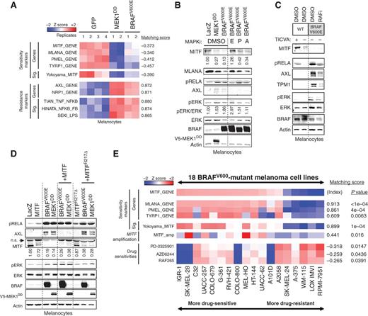 Figure 4. Establishment of transcriptional class distinction in melanocytes. A, effects of aberrant MAPK pathway activation on melanocyte whole-genome expression profiles. B, effects of aberrant MAPK pathway activation on markers of the MITF-high and NF-κB–high classes; E, VTX11E (ERKi); P, PLX4720 (RAFi); A, AZD6244 (MEKi), all overnight at 2 μmol/L. C, effects of chronic BRAFV600E expression on markers of the MITF-high and NF-κB–high classes. Experiments were performed in TICVA medium (+) or Ham's F10 (−) as indicated. D, effect of MITF overexpression on MAPK pathway–induced expression changes. n.s., nonspecific band. E, relationship between MITF expression levels and MITF amplification in melanoma cell lines.