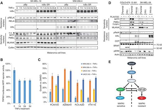 Figure 5. Plasticity of transcriptional class distinction in melanoma cell lines. A, effect of TNFα (25 ng/mL), with or without concomitant IκBα super-repressor expression, on RELA phosphorylation and expression of resistance markers, MITF, and MITF target genes. n.s., nonspecific band. B, effect of TNFα (25 ng/mL) on MITF transcriptional activity, as measured in an SK-MEL-5 melanoma cell line stably expressing a TRPM1-luciferase MITF reporter construct. *, P < 0.001 (two-tailed t test) relative to no TNFα treatment. C, effect of TNFα (30 ng/mL) on sensitivity to the indicated MAPK pathway inhibitors. PLX4720, 2 μmol/L; AZD6244, 200 nmol/L; VTX11E, 2 μmol/L. *, P < 0.001 (two-tailed t test) relative to the same cell line and same MAPKi without TNFα. D, comparison of expression of MITF, AXL, and associated marker genes in parental (sensitive) and cultured-to-resistant melanoma cell lines, with or without 24-hour treatment with PLX4720 (2 μmol/L). PR1 and PR100 denote independent derivations of a resistant subclone. E, model of transcriptional state distinction in melanoma.