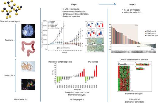 Figure 1. Proposed preclinical screening and biomarker study in PDX models. This figure graphically illustrates some of the key elements of a preclinical study in PDX models. These studies are likely to be more informative late in preclinical development or in parallel to phase I safety and pharmacology testing. Models can be selected on the basis of tumor types or on predefined molecular subtypes if that information is known and is of interest, or both. We propose a two-step approach. In step 1, a limited number of models can be tested with the agent at doses and schedules known to be effective and pharmacologically active in earlier preclinical studies. Study endpoints need to be carefully selected on the basis of the agent's mechanism of action. Data from step 1 can be used to proceed to step 2 and to redefine model selection based on the molecular understanding of responsive models. In step 2, a larger repertoire of models can be treated. At the conclusion of the study, a decision needs to be made to proceed to clinical development and prioritize biomarkers to be explored in the clinical phase. PD, pharmacodynamic.