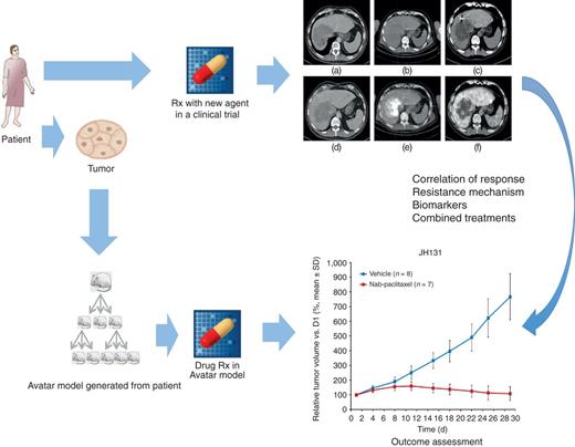 Figure 2. Co-clinical trial approach with PDX models. A new version of the co-clinical trial concept is presented in which a PDX model is developed from a patient enrolled and treated in a clinical trial with a novel agent. This approach permits models with validated clinical outcome data that can be used to interrogate mechanisms of response and resistance as well as strategies to increase response and overcome resistance, for example, combination strategies. D1, day 1.