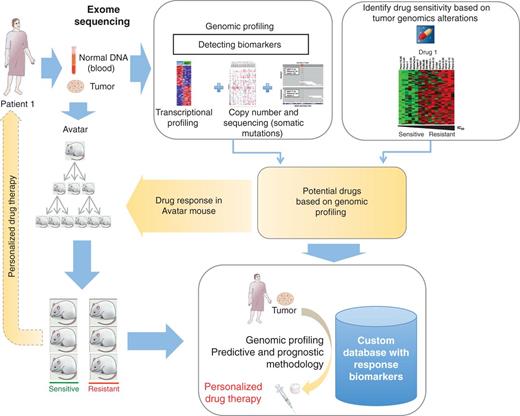 Figure 3. Personalized medicine strategy. Depicted in this figure is a strategy for individualizing medicine that integrates genomic analysis of a patient tumor with testing in Avatar mouse models. The genomic analysis of a patient tumor is likely to show tens of potential therapeutically targetable mutations. Mining of genomic–drug response databases such as the Cancer Cell Line Encyclopedia (CCLE) or the NCI-60 as well as knowledge of these mutations is likely to result in several potential therapeutic regimens for a given patient. The Avatar model can be used to test and rank these potential treatments to be administered to the patient. A post hoc analysis of this information can be added to existing data to further feed into the existing databases.