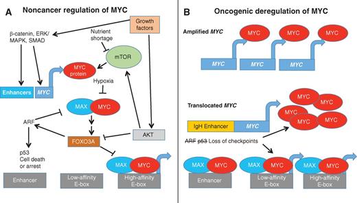 Figure 2. MYC regulation in noncancerous and cancerous cells. A, in noncancerous cells, MYC expression is activated by growth factors through activation of enhancers. MYC protein, whose translation is enhanced by activated mTOR, dimerizes with MAX to form a heterodimer that activates transcription of genes containing high-affinity E-boxes. Upon nutrient shortage or hypoxia, MYC translation, protein stability, and MYC/MAX dimerization are inhibited. Overactivation of MYC activates the ARF and p53 checkpoints, resulting in cell death or arrest, whereas ARF can inhibit MYC function. Downstream of AKT, FOXO3A proteins counteract MYC activation. B, in cancer cells, constitutive activation of growth factor and mTOR signaling, loss of checkpoints, engagement of atypical enhancers, or amplification or translocation of MYC can increase levels of MYC to supraphysiologic levels independently of growth factors, causing MYC/MAX binding to lower-affinity binding sites and enhancers in addition to high-affinity sites. Loss of ARF or p53 checkpoints allows uncontrolled cell growth.