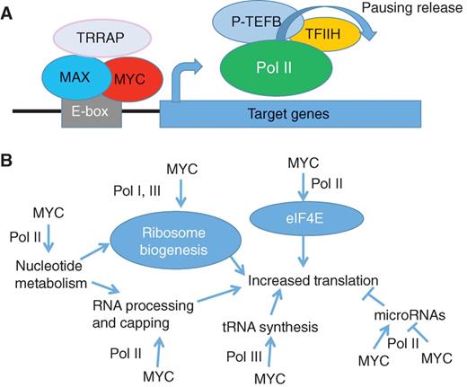 Figure 3. MYC enhances transcription and translation. A, the MYC/MAX dimer binds to E-boxes or lower-affinity degenerate sequences to recruit histone acetylases or promote polymerase phosphorylation, thus releasing polymerase from pausing to amplify transcription. B, acting on Pol I, Pol II, and Pol III, MYC controls translation through upregulation of transcription of ribosomal subunits, tRNA, and nucleotide synthesis genes. MYC also stimulates translation by upregulating eukaryotic translation initiation factor 4E (eIF4E) and stimulating enzymes that control RNA processing and capping. MYC upregulation and downregulation of miRNAs also regulate the translation of miRNA targets.