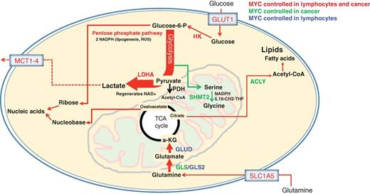 Figure 4. MYC-regulated metabolic pathways in cancer. Glucose is taken up by glucose transporters (GLUT) and phosphorylated by hexokinase (HK) to form glucose-6-phosphate (glucose-6-P). Glucose-6-P can then either enter glycolysis or the pentose phosphate pathway, which supports nucleotide synthesis by yielding two NADPH-reducing equivalents and one ribose per molecule of glucose. The serine biosynthesis pathway branches off glycolysis, producing serine and glycine that likewise support nucleotide synthesis. Serine hydroxymethyltransferase 2 (SHMT2) converts serine to glycine, which, in a series of coupled reactions, can be used to create the nucleotide and epigenetic methyl donor 5,10-CH2-tetrahydrofolate and mitochondrial NADPH for redox control. LDHA can regenerate NAD+ by converting glycolysis-derived pyruvate to lactate, which is then exported out of the cell by monocarboxylate transporters (MCT1-4). Alternatively, pyruvate can enter the tricarboxylic acid (TCA) cycle in a pyruvate dehydrogenase (PDH)–dependent conversion to acetyl-CoA. TCA cycle citrate can be exported to the cytoplasm where it is converted to acetyl-CoA by ATP citrate lyase (ACLY). Cytoplasmic acetyl-CoA can then be channeled into lipogenesis. In addition to glucose, glutamine is an important fuel source in cancers. Glutamine is transported across the membrane by the glutamine transporter (SLC1A5/ASCT2) and converted to glutamate by glutaminase (GLS or GLS2). Glutamate can then be converted to the TCA cycle intermediate α-ketoglutarate (αKG) by glutamate dehydrogenase (GLUD) or aminotransferases.