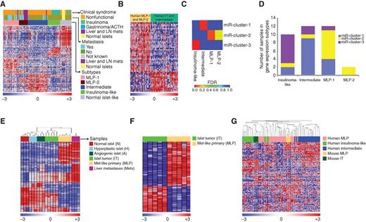 Figure 2. Gene expression subtypes and cross-species analysis of human and mouse PanNETs. A, heatmap of human PanNET samples showing subtypes defined by gene expression differences, and the association of these subtypes with distant metastasis and clinical syndrome. The subtypes are defined by sets of genes—signatures—that are listed in the same order in Supplementary Table S1C and labeled as “PanNETassigner-mRNA signatures” (genes were selected using SAM analysis with Δ = 11.1 and FDR < 0.05). ACTH represents ectopic adrenocorticotropic hormone-secreting tumor. B, the heatmap shows genes (listed in Supplementary Table S1D) that were commonly expressed/repressed in human MLP-1 and MLP-2 subtypes and inversely expressed in tumors of the other two subtypes (genes were selected using SAM analysis with Δ = 1.7 and FDR < 0.05). C, enrichment of miRNA subtype samples in gene expression subtype samples was assessed using the hypergeometric test (red represents a significant enrichment of samples between miRNA and gene expression subtypes with FDR < 0.05). D, a bar plot displays the total number of miRNA subtype samples in each gene expression subtype. E and F, heatmaps of RT2 mouse PanNET samples showing gene expression profile differences. E, the distinct stages of tumorigenesis in the RT2 mouse model are shown, including IT, MLP, and liver metastasis (mets) samples. Genes (908 genes selected with SD > 0.8, and highest variable probe across samples in the cases where multiple probes per gene were present) and samples are listed in the same order in Supplementary Table S1F. F, mRNAs that clearly delineate the two subtypes—IT and MLP—are shown. The rows indicate 394 differentially expressed genes (genes were selected using SAM analysis with Δ = 0.6 and FDR < 0.05) among the profiled genes of 10 samples. These genes define “m-PanNETassigner-mRNA” signature, with the individual genes listed in the same order in Supplementary Table S1G. G, heatmap showing cross-species analysis and association of human and mouse PanNET subtypes using ComBat-merged gene expression profiles of RT2 mouse (n = 10) and patient (n = 72) PanNET samples. In all the heatmaps, the rows indicate differentially expressed genes (Supplementary Table S1H) among the profiled gene expression data. In the rainbow bar beneath the heatmaps, red indicates elevated expression, blue decreased, and white no change.