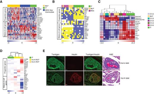 Figure 5. Stem cell and differentiated phenotypes of PanNET subtypes. A and B, heatmaps showing differential expression of genes that distinguish islet progenitor cells from differentiated β cells, as well as metabolic pathway genes (including metabolic genes that are disallowed in mature β cells; ref. 46) showing differential expression, in PanNET samples from (A) human and (B) mouse. Human PanNET data are from gene expression microarrays, whereas mouse PanNET data are from RT-PCR analysis. The relative (to housekeeping gene PPIA) gene expression from mouse PanNET RT-PCR data was multiplied by 10,000 units before performing the heatmap analysis. Gray color in the heatmap of B represents not available value. C, heatmap comparing the ComBat-merged gene expression profile datasets of IT and MLP subtypes from the RT2 mouse model versus embryonic pancreas (from stages e12.5 to e16.5; data from GSE8070). D, heatmap showing differential expression of genes (measured using microarrays) distinguishing islet progenitor cells from differentiated β cells, as well as variably expressed metabolic pathway genes, in mouse LCM-derived tissue samples from IT, Ins-hi MLP, and Ins-lo MLP PanNET tumor sections, from Fig. 3D and E. E, hyperplastic/dysplastic islets in pancreas tissue sections from RT2 mice showing regions of Ins-lo (top) and Ins-hi (bottom) islets, as visualized with hematoxylin and eosin (H&E) and insulin staining. Images are representative of the analysis from 12 tumor-bearing RT2 mice (8–10 weeks of age). Scale bar, 50 μm.