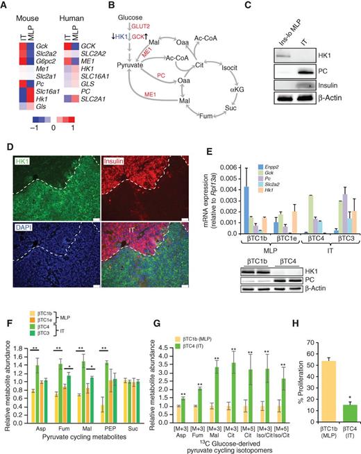 Figure 6. Metabolic characteristics of PanNET subtypes. A, heatmap showing median expression of metabolic genes that are differentially expressed in human and mouse IT versus MLP subtypes. The comparisons involved 5 IT and 5 MLP tumors from the mouse model, and 16 IT and 31 MLP from humans. B, a simplified model of glycolysis and the tricarboxylic acid cycle, overlaid with the pyruvate cycle (arrows in green), highlighting genes upregulated (in red) and downregulated (in blue) in the IT subtype compared with the MLP subtype. C and D, protein expression in IT and Ins-lo MLP determined by immunoblot for HK1, PC, and Insulin (C) and IHC for HK1 and Insulin (D). Scale bars, 50 μm. DAPI staining represents cellular nucleus. E, expression of MLP-specific genes in mouse PanNET cancer cell lines (βTC) representing different subtypes of PanNET. The gene expression is relative to the expression of a housekeeping gene, Rpl13a (top). Immunoblot analysis of βTC cells using antibodies against HK1, PC, and β-actin (bottom). F and G, relative abundance of pyruvate cycle metabolites in mouse PanNET subtype-specific cell lines cultured under normal conditions (F) or in the presence of 13C-labeled glucose (G). Metabolites in F are median-centered across samples for each metabolite, and this was done separately for two different (batches of) metabolic profiling experiments either using βTC1b (MLP)/βTC4 (IT) or βTC1e (MLP)/βTC3 (IT); and labeled metabolites in G are normalized to their characteristically lower level in the MLP subtype. The M+3 isotopomers of aspartate (Asp), malate (Mal), fumarate (Fum), citrate (Cit), and isocitrate (Iso/Cit) are biosynthesized from glucose by way of PC. The M+5 species of Cit and Iso/Cit are M+3 labeled by PC. H, proliferation of IT versus MLP cancer cell lines in the absence of glucose in the media. * (comparison between βTC1e and βTC3) or ** (comparison between βTC1b and βTC4) represents statistical P value < 0.05 as measured using the Student t test. Error bars in the graphs represent SD or SEM.