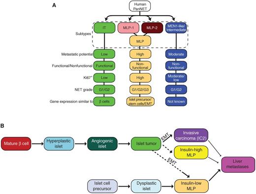 Figure 7. A new view of PanNET tumor heterogeneity. A, summary of human PanNET subtypes and their characteristics. B, a revised schematic of the parallel pathways of PanNET tumorigenesis, evidently with distinctive cells of origin, leading to the IT and MLP subtypes, as revealed in the RT2 mouse model, and inferred in the human from the concordance of transcriptomic and phenotypic data presented for mouse and human PanNET.