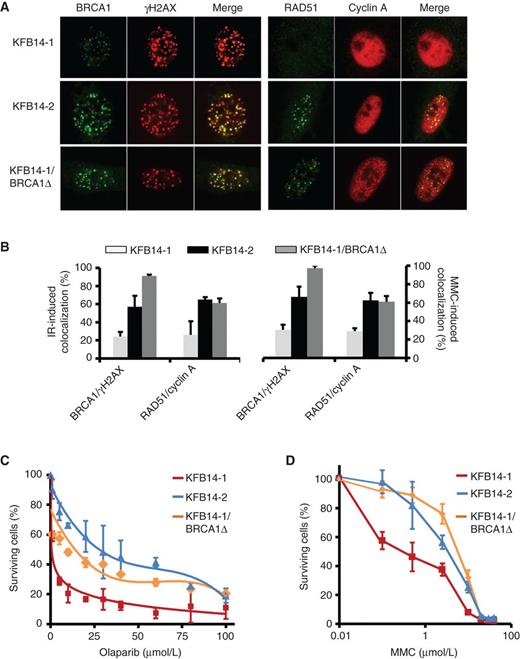 Figure 4. Defective BRCA1 DNA repair function in proband-derived cells. A, immunofluorescence showing reduced BRCA1 and RAD51 foci formation at IR-induced damage sites. Complementation of KFB14-1 cells with BRCA1Δ512-1283 (KFB14-1/BRCA1Δ) restored BRCA1 and RAD51 foci formation. B, quantification of the percentage of fibroblasts with BRCA1 and γH2AX colocalization and/or percentage of cyclin A–positive cells with RAD51 foci. KFB14-1, KFB14-2, and KFB14-1/BRCA1Δ cells were exposed to 10-Gy IR or 0.5 μmol/L MMC for 24 hours. Cells with ≥5 foci are scored as positive cells. C and D, cell-survival assay showing the survival curve of fibroblasts treated with the PARP inhibitor olaparib (C) or MMC (D). KFB14-1, KFB14-2 and KFB14-1/BRCA1Δ cells were treated with olaparib or MMC at the indicated concentrations for 72 hours. BRCA1Δ512-1283 successfully restored resistance to olaparib or MMC in KFB14-1 cells. Error bars, SEM from three independent experiments.
