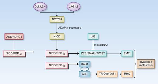 Figure 1. Prometastatic signaling by NOTCH. Following NOTCH activation by Jagged or Delta-like ligands (JAG1,2; DLL1,3,4), NOTCH receptors are proteolytically activated by the subsequent action of ADAM and the γ-secretase complex. The NICD translocates into the nucleus where it binds to and activates the RBPJK transcription factor in cooperation with the transcriptional coactivator mastermind-like 1 (MAML1; not shown in the figure). Binding of AES1 counteracts RBPJK activation, presumably by recruiting HDAC4 into the complex. RBPJK activation stimulates expression of multiple target genes involved in tumor cell proliferation, suppression of differentiation, and survival (not shown), but also in a prometastatic program involving DAB1 and EMT drivers, such as ZEB1, SNAIL, and TWIST. Although RHO activity promotes collective cell migration, EMT results in a single-cell invasive phenotype. Whether NOTCH activation in human colorectal cancer primarily drives single cell or collective migration and how this is regulated are currently not known. See also Fig. 7 by Sonoshita et al. (1).