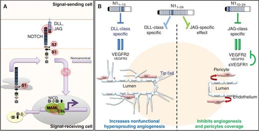 Figure 1. A, the knowledge acquired on canonical NOTCH signaling offers several targets to modulate the pathway. The generation of NICD could be restricted by targeting the processing of NOTCH after cleavage by Furin (S1), metalloproteases (S2), and/or γ-secretase complex (S3). Modulation of NOTCH signaling can also be achieved by affecting the interaction with the transcriptional complex (MAML/CSL). These approaches have caveats and off-target effects. Disruption of NOTCH signaling can be accomplished by perturbation of ligand–receptor interactions. B, blockade of NOTCH signaling by ligand-specific NOTCH decoy peptides. N1–13 specifically inhibits DLL binding to NOTCH, leading to hypersprouting angiogenesis secondary to VEGFR2 overexpression. In contrast, N10–24 binds and blocks JAG-mediated NOTCH signaling, resulting in overexpression of VEGFR2, together with soluble VEGFR1 (sVEGFR1) that competes with VEGFR2. As a result, endothelial proliferation and angiogenesis are blocked. In addition, specific blockade of JAG-mediated NOTCH signaling affects pericyte coverage and subsequent vascular integrity. Finally, N1–24, a pan–NOTCH inhibitor, has dominant ligand effect depending on context. The use of either of the decoy NOTCH peptides blocks functional angiogenesis and decreases tumor growth.