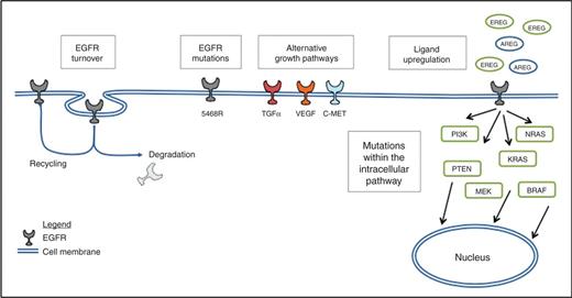 Figure 1. Mechanisms of anti-EGFR therapy resistance.