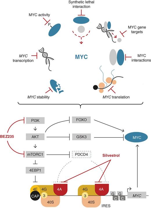 Figure 1. A new strategy to combat MYC: inhibition of MYC translation by direct targeting of eIF4A. Top, different ways of targeting MYC. Middle, regulation of MYC protein turnover and translation in colorectal cancer cells via the PI3K–mTOR pathway, including the FOXO-mediated negative feedback loop, is depicted in more detail. Bottom, the cap-binding translation complex consisting of eIF4E (4E), eIF4G (4G), and eIF4A (4A), and the IRES-binding complex containing 4A and 4G, but not 4E, are depicted at the 5′ end of the MYC mRNA. These complexes recruit the eIF3 (3) and the 40S ribosome subunit to the mRNA. 4EBP1 and PDCD4 inhibit 4E and 4A, respectively. PDCD4 is downregulated in colorectal cancer. BEZ235 is a dual PI3K and mTOR kinase inhibitor, whereas silvestrol is a direct inhibitor of eIF4A.