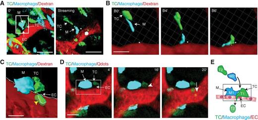 Figure 1. Motile tumor cells intravasate at the TMEM. A, time 0′ in the left plot indicating the TMEM (white box) from time-lapse intravital microscopy (IVM). Macrophages (M; cyan), tumor cells (TC; green), and blood vessels (155-kDa Dextran–TMR; red). Right plot is a single time point from time lapse of tumor cell and macrophage streaming toward nonmigratory TMEM (asterisk, TMEM position from left plot). Streams and the TMEM are in different focal planes. Scale bar, 50 μm. B, three-dimensional (3D) reconstruction of time-lapse IVM from A of tumor cell and macrophage streaming toward the TMEM (asterisk). Scale bar, 20 μm. C, 3D reconstruction of tumor cell intravasation (yellow arrowhead) at the TMEM (luminal surface of the endothelium dashed white line). D, IVM time lapse of tumor cell intravasation at the TMEM [white box in 4′ plot containing stationary TMEM-Macrophage (M), TMEM-tumor cell, and TMEM-endothelial cell boundary (EC; arrows)]. A non-TMEM tumor cell arrives at TMEM (arrowhead in plot 16′) and undergoes transendothelial migration (arrow in plot 20′), whereas TMEM-macrophage and TMEM-tumor cell remain immobile. Scale bar, 10 μm. E, schematic summary diagram of plots A to D where tumor cell (green; T2) and macrophage (blue; M2) stream toward nonmigratory TMEM (black box, T1 and M1), where the tumor cell (T2) undergoes transendothelial migration.