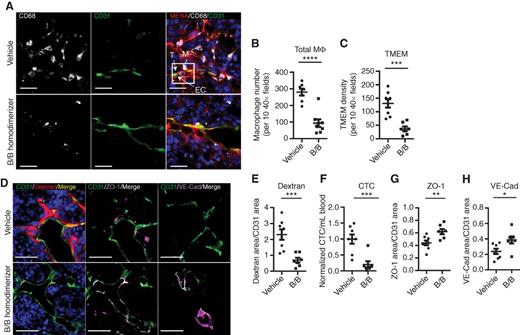 Figure 4. Macrophage depletion reduces vascular permeability and tumor cell intravasation. A, immunofluorescence imaging of tumor sections stained for TMEM. Vasculature (CD31; green), tumor cells (MENA; red), macrophages (CD68; gray), and DAPI (blue). TMEM is outlined in a white box. Scale bar, 20 μm. B, quantification of total CD68+ macrophages in tumor tissue (****, P < 0.0001), and (C) in the TMEM (***, P = 0.0003). D, immunofluorescence imaging of tumor sections stained for vasculature (CD31; green), 155-kDa dextran–TMR (red) and DAPI (blue), ZO-1 (magenta), or VE-Cadherin (magenta) as indicated, demonstrating changes in vascular permeability by extravascular dextran and vascular junction staining. Scale bar, 50 μm. E, quantification of extravascular 155-kDa dextran–TMR from D (vehicle n = 7, B/B homodimerizer n = 8; ***, P = 0.0009), (F) circulating tumor cells (***, P = 0.0007), (G) vascular ZO-1 from D (**, P = 0.006), and (H) VE-Cadherin from D (*, P = 0.02).