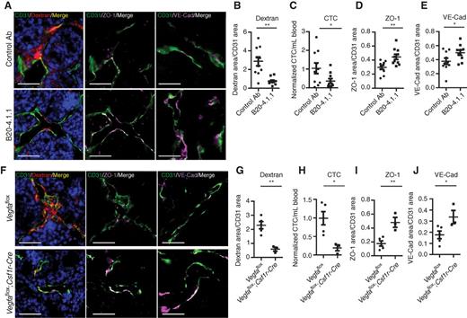 Figure 6. Inhibition of VEGFA or macrophage-specific ablation of Vegfa from TIE2hi/VEGFAhi TMEM macrophages reduces vascular permeability and tumor cell intravasation. A, immunofluorescence imaging of tumor sections after blocking VEGFA with anti-VEGFA blocking antibody (B20-4.1.1). Tumors are stained for vasculature (CD31; green), 155-kDa dextran–TMR (red) and DAPI (blue), ZO-1 (magenta), or VE-Cadherin (magenta) as indicated, demonstrating changes in vascular permeability by extravascular dextran and vascular junction staining. Scale bar, 50 μm. B, quantification of extravascular 155-kDa dextran–TMR from A (n = 10; **, P = 0.0015); (C) circulating tumor cells (*, P = 0.0497); (D) vascular ZO-1 from A (**, P = 0.005); and (E) vascular VE-Cadherin from A (*, P = 0.0463). F, immunofluorescence of tumor sections stained for vasculature (CD31; green), 155-kDa dextran–TMR (red) and DAPI (blue), ZO-1 (magenta), or VE-Cadherin (magenta) as indicated, demonstrating changes in vascular permeability after ablation of Vegfa by extravascular dextran and vascular junction staining. Scale bar, 50 μm. G, quantification of extravascular 155-kDa dextran–TMR from F and (Vegfafloxn = 5, Vegfaflox;Csf1r-Cre n = 3; **, P = 0.0029); (H) circulating tumor cells (*, P = 0.0177); (I) vascular ZO-1 from F (**, P = 0.0054); and (J) vascular VE-Cadherin from F (*, P = 0.0457).