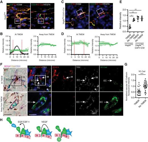 Figure 7. Macrophage-specific ablation of Vegfa in PyMT implant tumors blocks blood vessel permeability and tumor cell intravasation at the TMEM. A and C, immunofluorescence of tumor sections stained for the presence of vascular junction proteins at TMEM macrophages. Tumor sections are stained for VE-cadherin (red), CD31 (green), and VEGFA (gray). Sequential sections are stained for CD31 (green), TIE2 (red), and CD68 (gray). A, control tumors (Vegfaflox) or (C) after ablation of Vegfa (Vegfaflox;Csf1r-Cre). CD68+ macrophage in the TMEM outlined in white box, and adjacent endothelium in the TMEM in pink box. Yellow indicates merged signal of CD31 and TIE2 (left) or CD31 and VE-Cadherin (right). Decreased VE-Cadherin at the TMEM (F, right) seen as decreased VE-Cadherin, resulting in green (CD31) at vascular junction. Scale bar, 15 μm. B and D, quantification of the relative intensity of VEGFA or vascular junction proteins (ratio of VE-cadherin to CD31 in blood vessels) in A and C at TMEM or away from the TMEM in (B) control tumors (Vegfaflox) or (D) after ablation of Vegfa in Vegfaflox;Csf1r-Cre tumors along 25 μm lengths of blood vessel (n = 3). , relative fluorescence intensity of VE-Cadherin/CD31; , relative VEGFA intensity. Red dashed line, presence of a CD68+ macrophage. E, quantification of average pixel intensity of VE-Cadherin/CD31immunofluorescence staining in 25-μm lengths of blood vessel at TMEM or away from the TMEM in the presence of VEGFAhi macrophages (Vegfaflox, n = 3) or after macrophage-specific ablation of Vegfa (Vegfaflox;Csf1r-Cre, n = 3) from data in B and D. Asterisks indicate post-ANOVA comparisons with significant difference. F, human breast cancer tumor sections stained for the presence of vascular junction proteins at TMEM macrophages. Tumor sections are stained for TMEM; MENA (red), CD68 (brown), and CD31 (blue), (RBC in aqua) by IHC. Sequential sections are stained for VE-cadherin (green), TIE2 (gray), and VEGFA (red) by immunofluorescence. TMEM outlined in black box in IHC and white box in immunofluorescence. Scale bar, 15 μm. G, quantification of normalized average pixel intensity of VE-Cadherin staining in vasculature at TIE2hi/VEGFAhi macrophages of the TMEM or away from the TMEM (n = 23 at the TMEM, n = 24 away from the TMEM in 5 individual patient samples; ***, P = 0.0001). H, diagram summarizing TMEM macrophage-mediated induction of blood vessel permeability promotes tumor cell intravasation. TMEM assembly with close association between the nonmigratory TMEM tumor cell (TC; green, T1) and TIE2hi/VEGFAhi macrophage (blue, M1) on blood vessels. VEGFA destabilizes vascular junctions, resulting in vascular permeability and tumor cell (T2) intravasation.