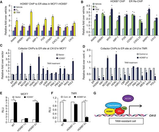 Figure 2. The ER–HOXB7 complex directly enhances transcriptional activity of ER target genes. A, HOXB7 ChIP assay of known ER-binding sites in ER target genes was performed in MCF7–HOXB7 cells incubated in estrogen-depleted medium (5% charcoal-stripped serum in phenol red–free DMEM) for 48 hours before treatment with vehicle, 10 nmol/L E2, and 1 μmol/L tamoxifen (TAM) for 45 minutes. B, ER–re-ChIP analysis following HOXB7 ChIP was performed as in A. ChIP analysis of each factor to the ER-binding site in the CA12 gene locus in (C) MCF7–HOXB7 cells compared with MCF7 vector cells and in (D) HOXB7-depleted TMR cells treated with tamoxifen. RNA Polymerase II ChIP analysis was performed for the CA12 promoter region as a positive control for CA12 transcription. E, luciferase assay was performed in MCF7 cells transiently cotransfected with HOXB7 or vector control plasmid along with wild-type (WT) CA12 promoter-luciferase constructs, or those with deleted HOXB7 binding sites—HOXB7-1Δ or HOXB7-2Δ. F, same assay was performed as in (E) in HOXB7-depleted TMR cells. G, an activation model of CA12 transcription through interaction between the HOXB7–ER complex and coactivators in tamoxifen-resistant cells. Mean ± SD for at least three independent replicates. *, P < 0.001. RLU, relative luminescence units.
