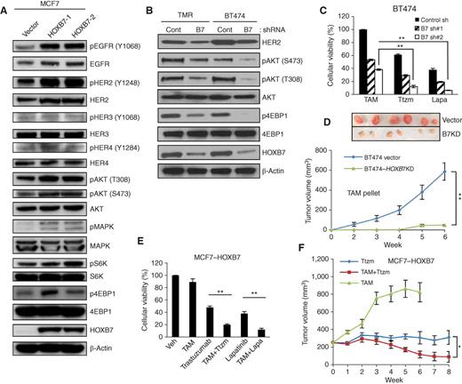 Figure 3. HOXB7 promotes HER2 expression. A, immunoblotting analysis of phosphorylated (p) EGFR (Y1068), EGFR, pHER2 (Y1248), HER2, pHER3 (Y1068), HER2, pHER4 (Y1248), HER4, pAKT (T308), pAKT (S473), AKT, pMAPK, MAPK, pS6K, S6K, p4EBP1, 4EBP1, and HOXB7 in MCF7–HOXB7 (two clones: MCF7–B7-1 and MCF7–B7-2) and B, HOXB7-depleted TMR–shHOXB7 and BT474–shHOXB7 cells. C, cellular viability assay was performed in BT474–shHOXB7 cells after treatment of 2 μmol/L tamoxifen (TAM), 100 μg/mL trastuzumab (Ttzm), or 1 μmol/L Lapatinib (Lapa). D, tumor growth of BT474 vector and BT474–shHOXB7 as mammary fat pad (mfp) xenografts in NSG mice treated with tamoxifen (slow release pellets). E, cellular viability assay of MCF7–HOXB7 cells treated with tamoxifen, trastuzumab, and lapatinib. F, tumor growth of MCF7–HOXB7 cells as s.c. xenografts in athymic mice with E2 supplementation until tumors reached an approximate volume of 200 mm3, then treated with tamoxifen pellets (TAM) implanted s.c., 20 mg/kg trastuzumab twice a week, and a combination of trastuzumab and tamoxifen. Mean ± SD for three independent replicates (A–C). Mean ± SEM. n = 6 (D), n = 10 (F). *, P < 0.02; **, P < 0.001.