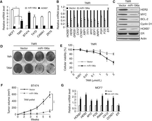Figure 4. miRNA-196a regulates HOXB7 expression. A, real-time RT-qPCR analysis of miR-196a and HOXB7 in TMR cells compared with MCF7 parental cells and in four ER-positive breast cancer cell lines. B, real time RT-qPCR analysis; and C, immunoblot analysis of ER target genes in TMR cells transiently transfected with miR-196a compared with vector control cells. D, crystal violet staining of TMR cells with enforced miR-196a expression after 7 days in culture with and without tamoxifen (TAM) treatment. E, cellular viability assay in TMR-miR-196a cells compared with vector control with tamoxifen treatment at different doses. F, tumor growth of BT474 vector cells (same as in Fig. 3D) and BT474–miR-196a cell xenografts (mfp) in NSG mice treated with tamoxifen (pellets). G, real-time RT-qPCR analysis of ER target genes and HOXB7 expression in MCF7 cells transiently transfected with two different miR-196a inhibitors compared with vector control cells. Mean ± SD for three independent replicates. Mean ± SEM. n = 10. *, P < 0.0001; **, P < 0.00001.