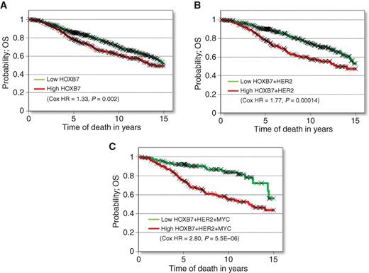 Figure 6. MYC–HOXB7–HER2 predicts clinical outcome in breast cancer patients treated with tamoxifen. The Kaplan–Meier plots of overall survival (OS) probability in endocrine therapy–treated breast cancer patients with ER-positive tumors (n = 1,208) expressing (A) HOXB7, (B) HOXB7 and HER2, and (C) HOXB7, HER2, and MYC.