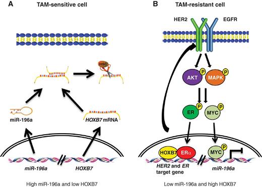 Figure 7. Model of HOXB7 interactions in tamoxifen (TAM) resistance. A, in tamoxifen-sensitive ER-positive breast cancer, HOXB7 expression is suppressed by miR-196a. Conversely, in tamoxifen-resistant cells (B) increased MYC protein stability mediated by HER signaling inhibits miR-196a expression, thus relieving its control of HOXB7 expression. Consequently, HOXB7 is upregulated, which promotes RTKs and ERα-induced gene expression in tamoxifen-resistant breast cancer.