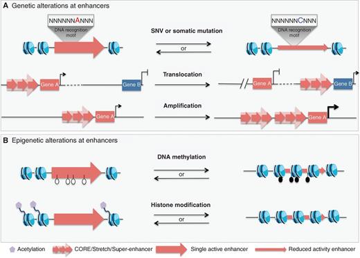 Figure 3. Genetic and epigenetic alterations are observed at enhancers in cancer. A, SNVs and structural variations can alter enhancer activity. SNVs and somatic mutations observed in enhancers can modulate the activity of these regulatory elements by changing their affinity for transcription factors. Translocation of a region that acts as an enhancer that places it in proximity of an oncogene can drive its aberrant expression. Similarly, amplification of an active enhancer element that is associated with an oncogene can drive its overexpression and subsequently contribute to oncogenesis. These genetic alterations to enhancers ultimately serve to modulate expression of oncogenes or tumor-suppressor genes. B, changes in the epigenetic identity have been reported at enhancers in cancer. Hypermethylation or hypomethylation of CpGs at enhancers affects the accessibility of the DNA to transcription factors. Changes in the composition of post-translational modifications to histones in enhancers are thought to affect transcription factor binding to the chromatin. Increased histone acetylation increases chromatin accessibility to favor transcription factor binding, whereas loss of acetylation decreases chromatin accessibility, thereby modulating the activity of enhancers. Open circles, unmethylated; closed circles, methylated.